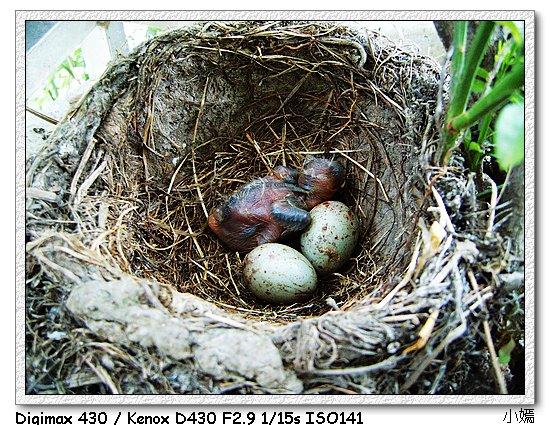 本来有两只孵出的幼鸟,三个没有孵出的蛋,结果一夜之间,喜鹊成