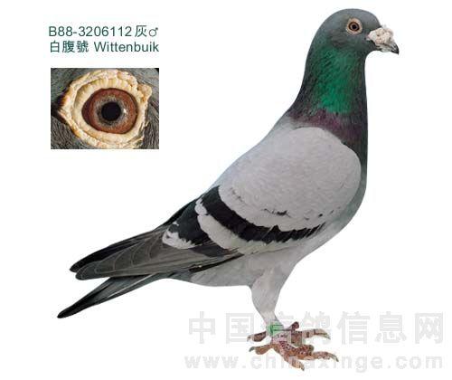 因此,目前盖比舍内现役黄金超级种公就是「白腹号」,其直子女售价每羽