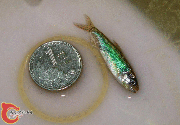 马口鱼