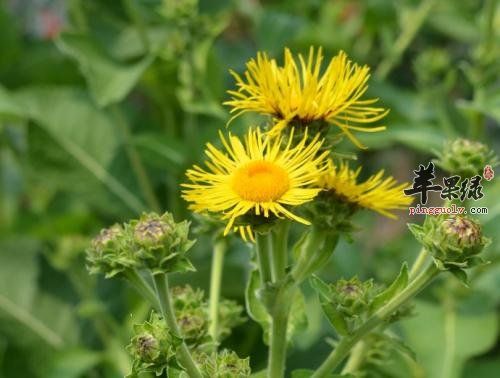土木香的功效与作用 能帮助治病