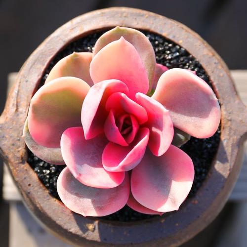 多肉多肉植物桃蛋红宝石玉露黑法师多头老桩蓝豆花卉盆栽进口彩虹降价