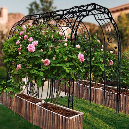 蔷薇月季铁艺拱门花架拱形爬藤春晓