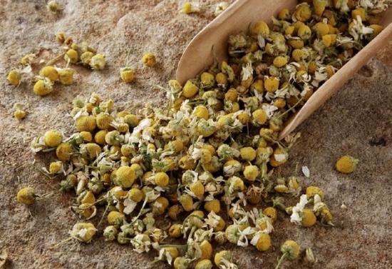 洋甘菊的功效与作用:勿过量食用