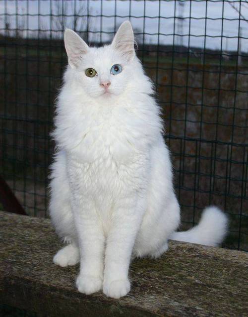 土耳其在世国宝安哥拉猫