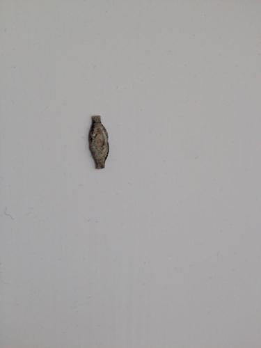 墙上或地上发现一种扁平的爬动的虫子.什么东东?