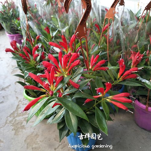 吉祥园艺新品花卉 凤凰还巢盆栽 金凤还巢 凤凰花 花开富贵吉祥