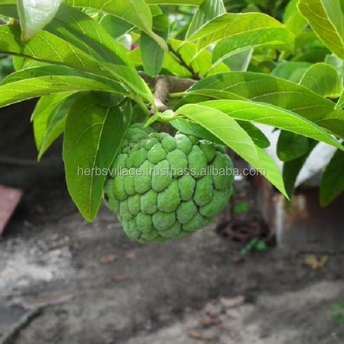 番荔枝/sweetsop
