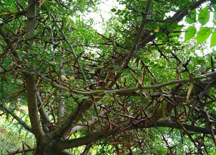 老家门前那棵苍劲的皂角树