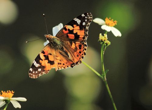 赤蛱蝶 (北碚摄)