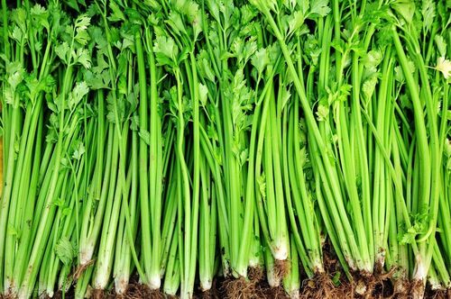 西芹和香芹有啥区别炒菜适合用哪种教你选好芹菜炒菜不塞牙