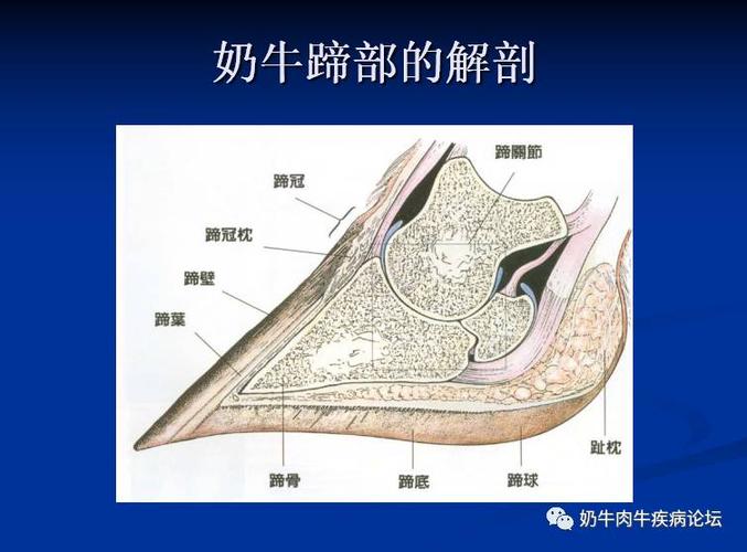 蹄叶炎主要是蹄真皮层基底细胞发生病变引起的.
