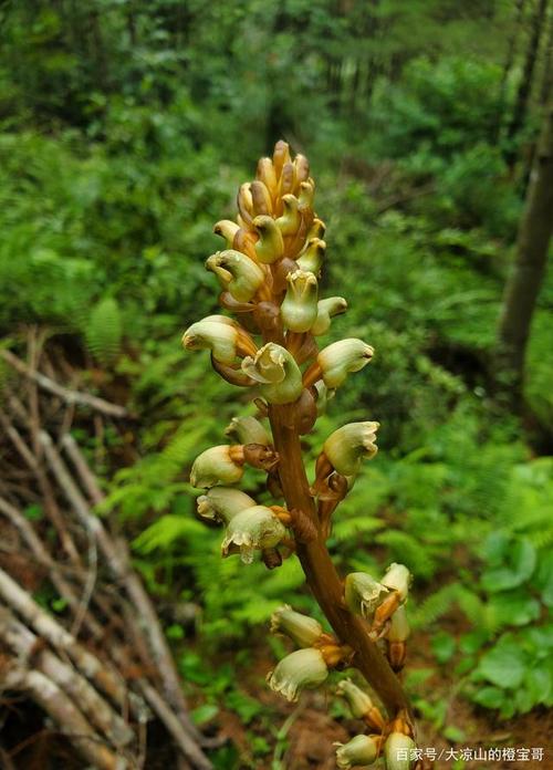 第一次见到天麻花,真的很美,一串串,像倒过来的风铃一样.