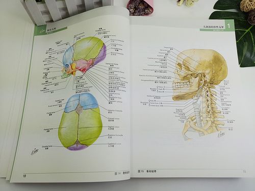 现货正版 奈特人体解剖学彩色图谱(第6版) 第六版 翻译版 张卫光 人民