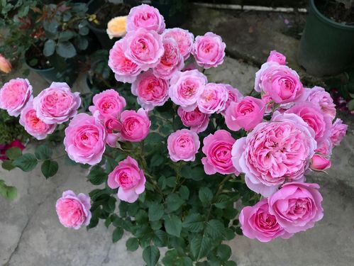 世界名花"海神王阳台月季",阳台养一盆就够了,四季能开花