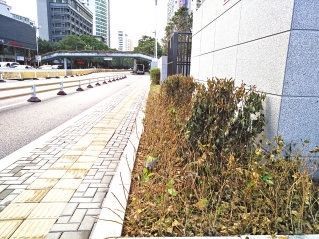 福州地铁罗汉山,斗门站连夜抢种大树 今早完成复绿