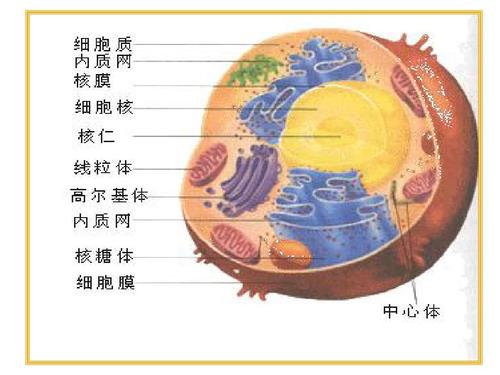 2 细胞器———系统内的分工合作