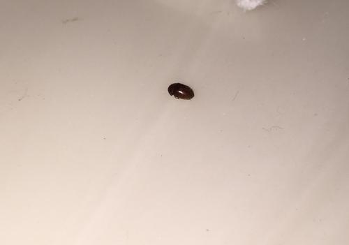 一碰就缩起来 已经查明是 烟草甲  找到源头了   原来有包