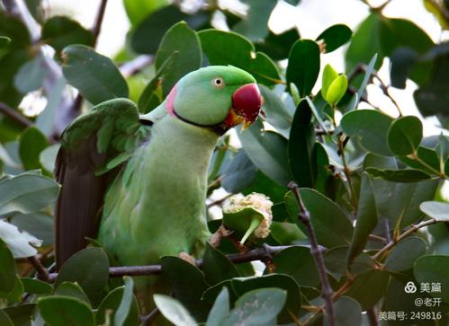 亚历山大鹦鹉拍摄通告