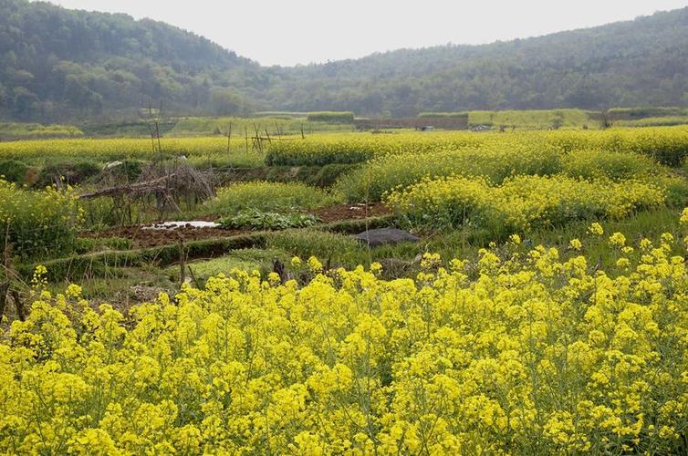 山村油菜花