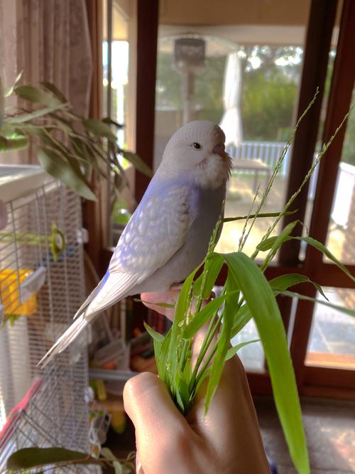 紫罗兰虎皮鹦鹉|崽崽_墨尔本攻略_手养鹦鹉_宠物_宠物