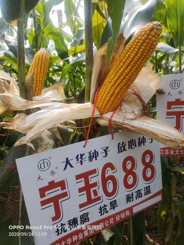 宁玉688通过东华北和西北春播国审2020年黄淮海夏播玉米生产试验,预计