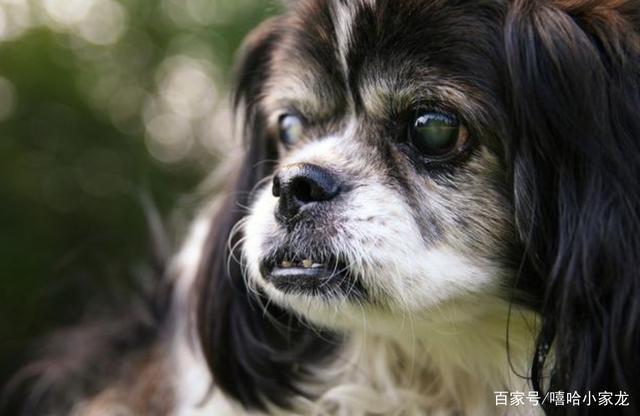 在这种环境之下,自然就会让狗狗的眼睛变得浑浊,这就是所谓的白内障.