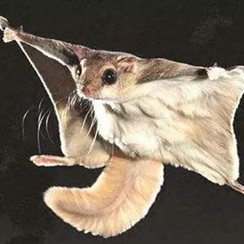 寒号鸟是种什么动物?