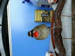 转让开叫红蓝靛颏鸟