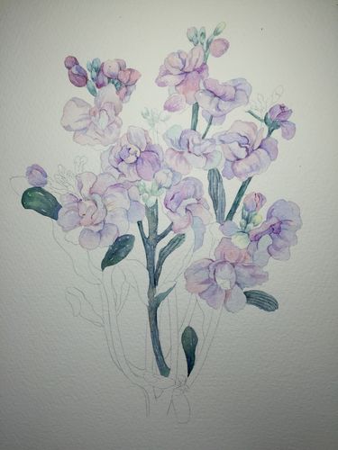 紫罗兰 水彩