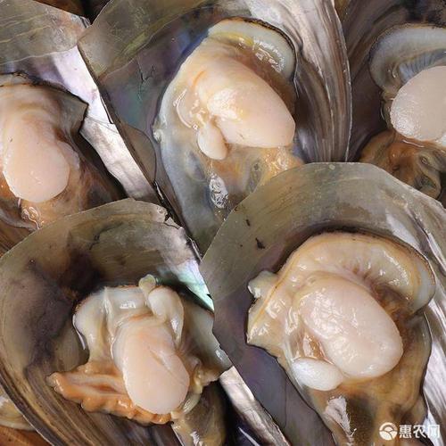 海鲜青贝鲜活新鲜大带子绿甲绿江瑶贝带子