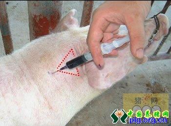 疫苗还是药物最好注射在颈部(位置见图1)臀部肌肉"坚硬",容易引发猪的