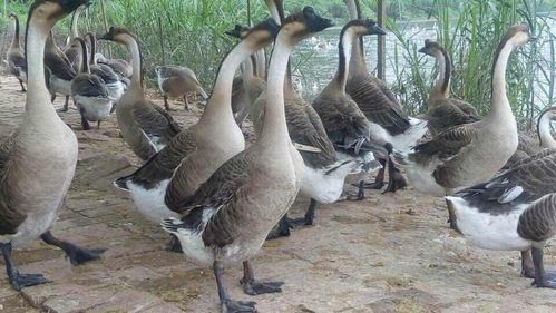 5斤以下 公母:统货          优良品种,质量保证