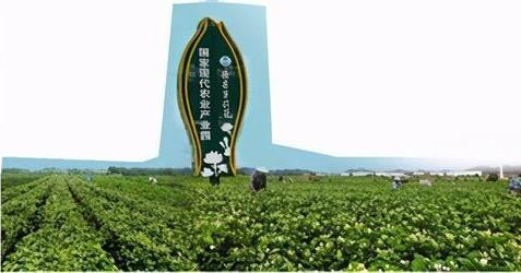 南宁市脱贫攻坚成就之横县 茉莉花乡遍开"富民花"