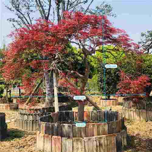 精品日本羽毛枫批发