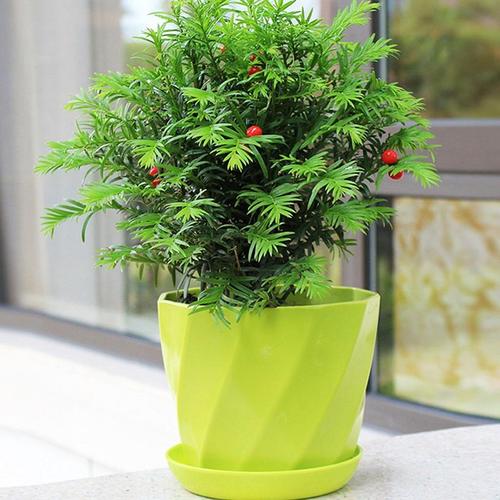 红豆杉盆景可以摆放在卧室,客厅吗?