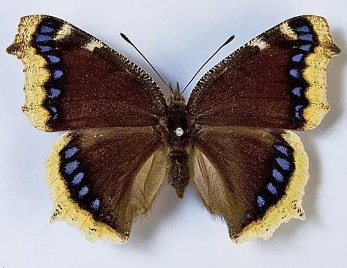 现存纳博科夫博物馆的黄缘蛱蝶