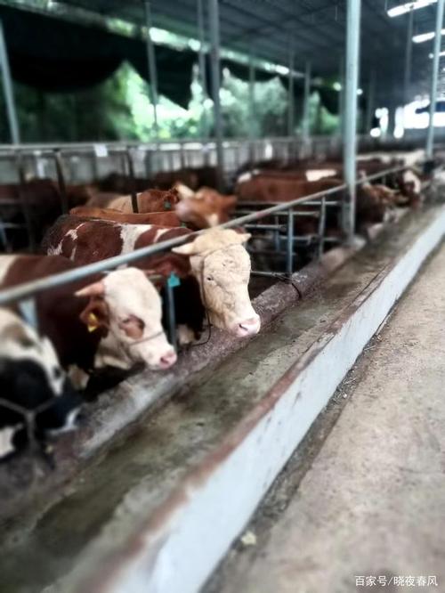 平原镇某肉牛养殖合作社