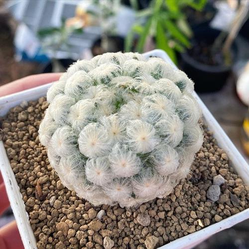 实生白星仙人球仙人掌软毛多肉植物开花无刺室内防辐射小盆栽