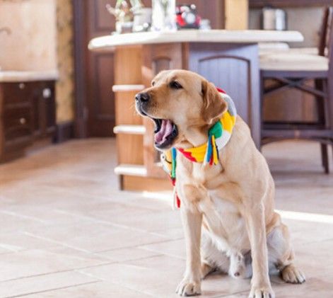【图】神犬小七2小七小时候的图片可爱 主演王洋青春活力惹人爱