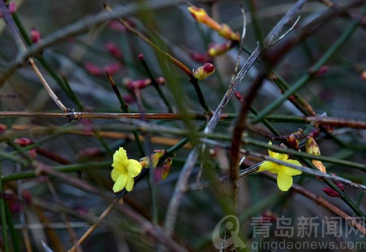 隔屏看青岛马路边小区里迎春花悄悄地开了