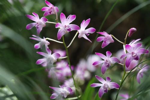 武汉植物园2021热带兰花展时间