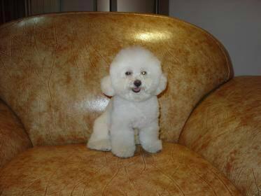 宾利犬长什么样?