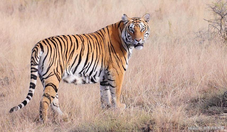 老虎的尾巴具体能起到作用?截掉的话,会对老虎产生哪些影响?