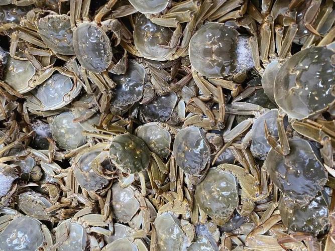 秋天最销魂的一口是石屏肥美的大闸蟹啊