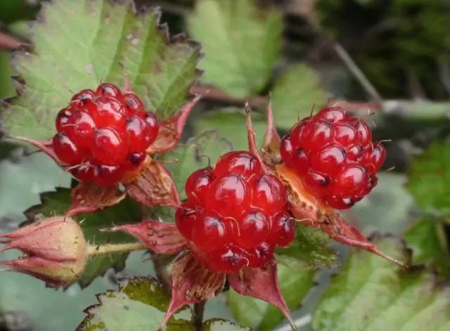 刺果子,学名树莓.大人说认不到的野果子不能随便吃,所以有点儿怕吃得.