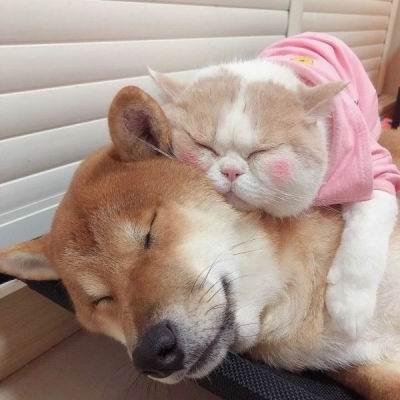 动物情侣头像猫狗一对头像