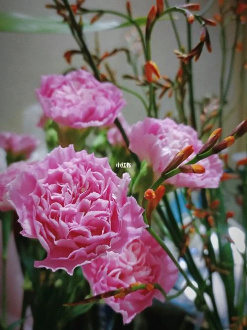 康乃馨干花_干花_康乃馨_烤箱_家居家装_家居装饰_花艺