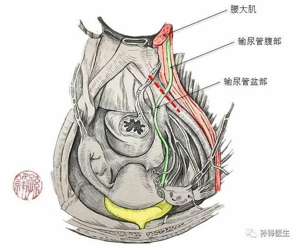 图(6):输尿管的分部