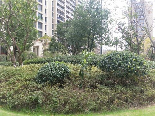 绿城秀丽春江望京园,卢镗街15号-丽水绿城秀丽春江园