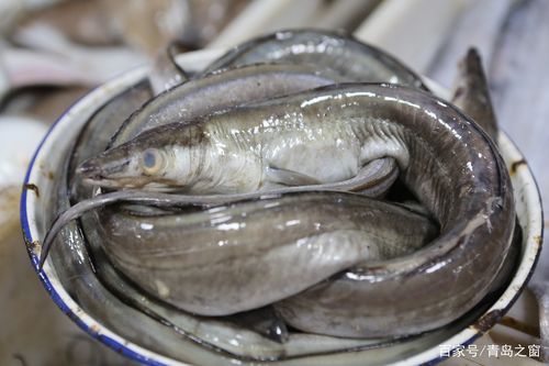 这种鱼在青岛俗称勾子鱼,10元一斤.